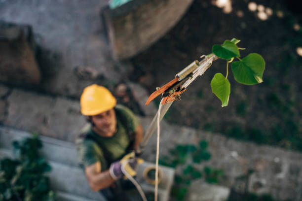 Best Leaf Removal  in Flora, AL